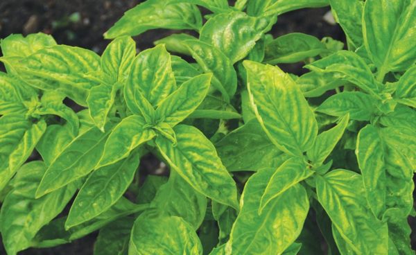 Herb, Basil Genovese