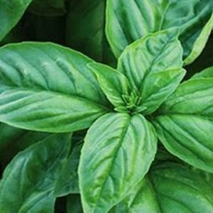 Herb, Basil-Sweet Italian Large Leaf