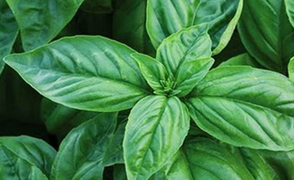 Herb, Basil-Sweet Italian Large Leaf