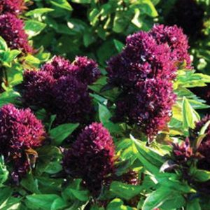Herb, Thai Basil