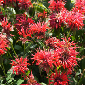Bee Balm