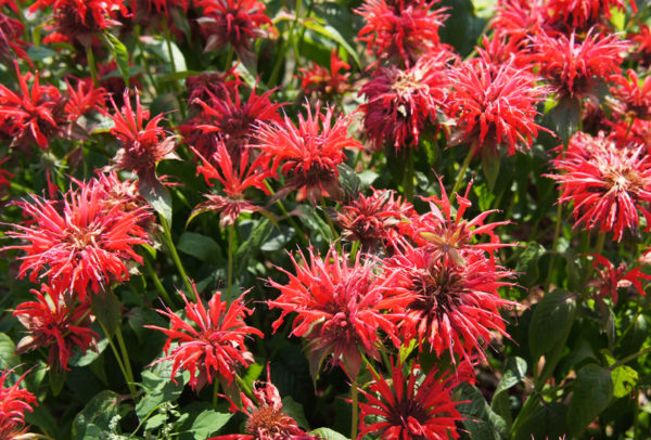 Bee Balm