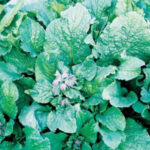 Herb, Borage
