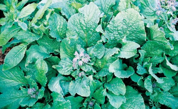 Herb, Borage