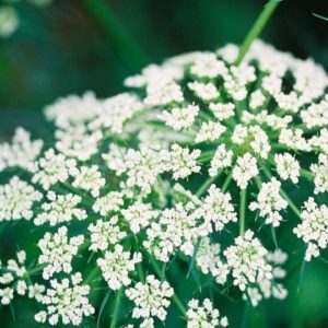 Herb, Caraway
