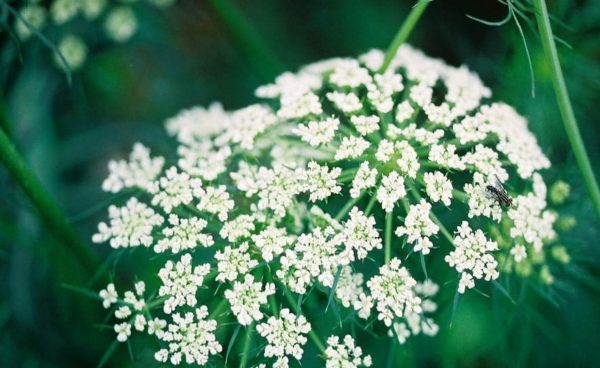 Herb, Caraway