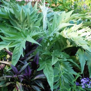 Herb, Cardoon