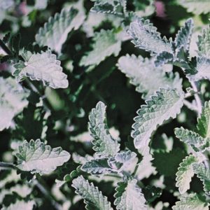 Herb, Catnip