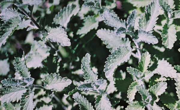 Herb, Catnip