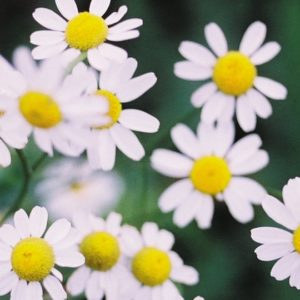 Herb, Chamomile (Roman or English)