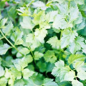 Herb, Chervil