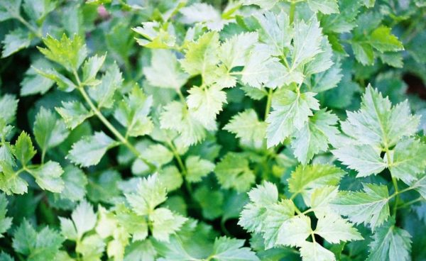 Herb, Chervil