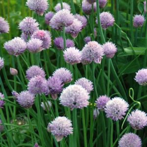 Herb, Chives