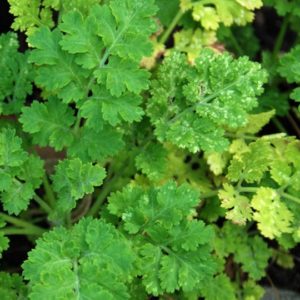 Herb, Cress Curled