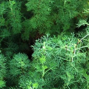 Herb, Cumin