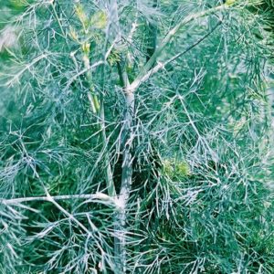 Herb, Dill Mammoth