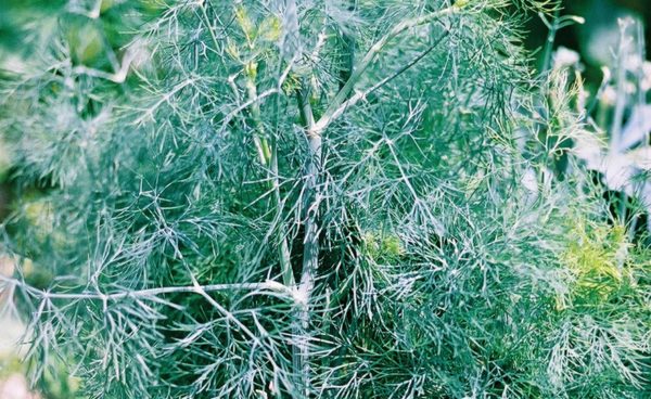 Herb, Dill Mammoth