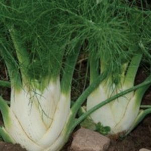 Herb, Fennel Florence