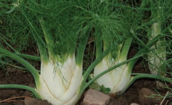 Herb, Fennel Florence
