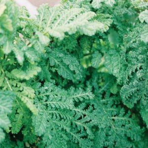 Herb, Feverfew