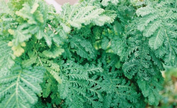 Herb, Feverfew