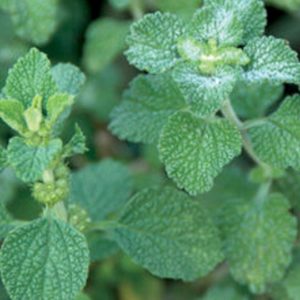 Herb, Horehound