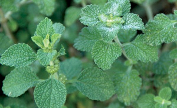 Herb, Horehound