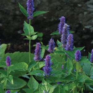Herb, Hyssop
