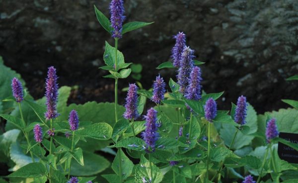 Herb, Hyssop