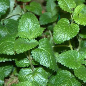 Herb, Lemon Balm