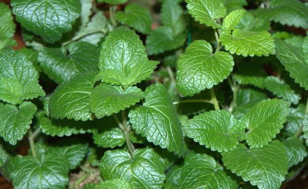 Herb, Lemon Balm