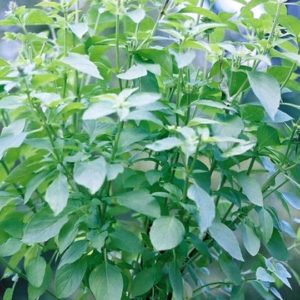 Herb, Basil Lemon