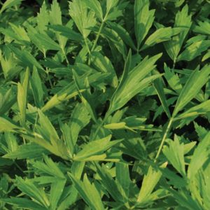 Herb, Lovage