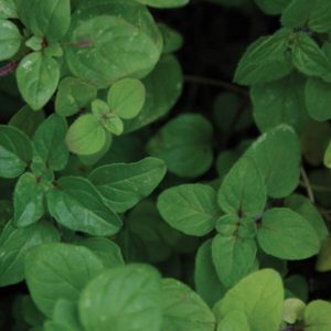 Herb, Italian Oregano