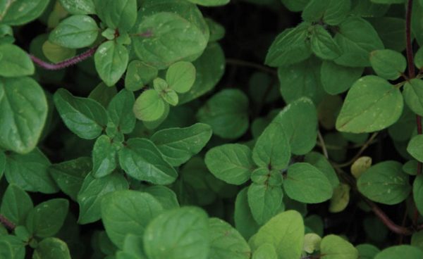 Herb, Italian Oregano