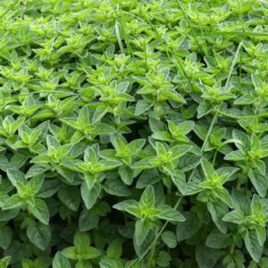 Herb, Pennyroyal