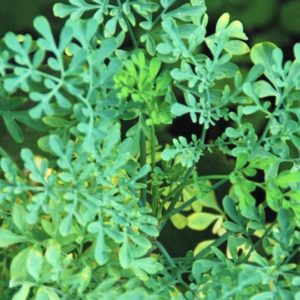Herb, Rue