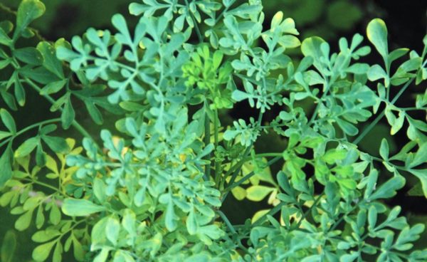 Herb, Rue
