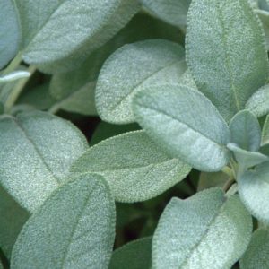 Herb, Sage