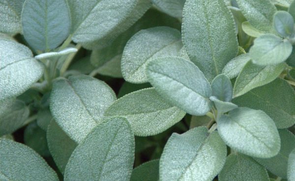 Herb, Sage