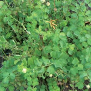 Herb, Salad Burnet