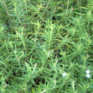 Herb, Summer Savory