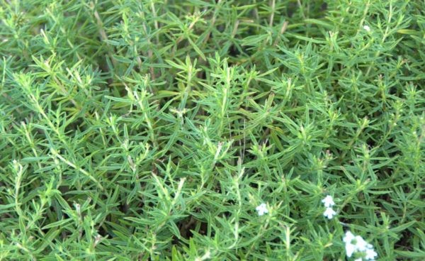 Herb, Summer Savory