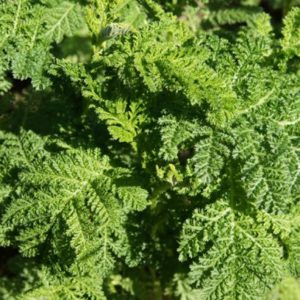 Herb, Tansy