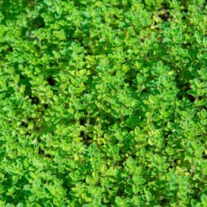 Herb, Thyme
