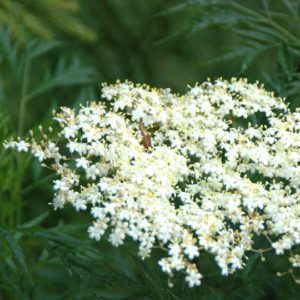 Herb, Common Valerian