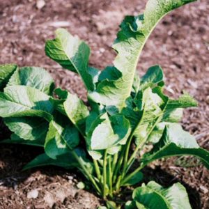 Horseradish Roots, Maliner Kren - 3 roots per bag