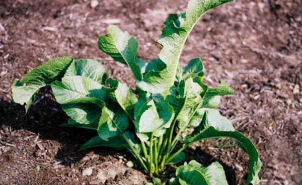Horseradish Roots, Maliner Kren - 3 roots per bag