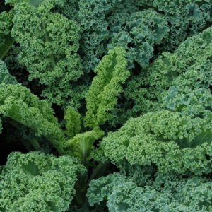 Kale, Siberian Dwarf