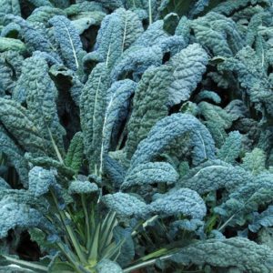 Kale, Dinosaur-Tuscan-Lacinato